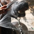 Pferd beim Zähneputzen/Mund-dusche