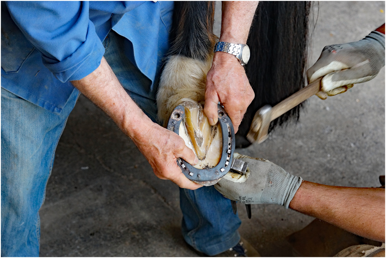 Pferd bekommt neue Schuhe