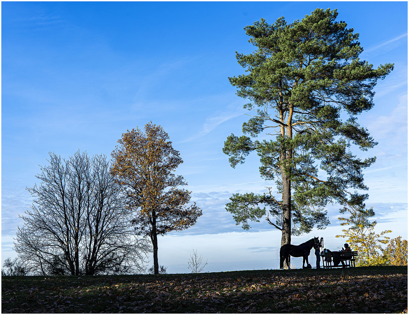 Pferd bewegen