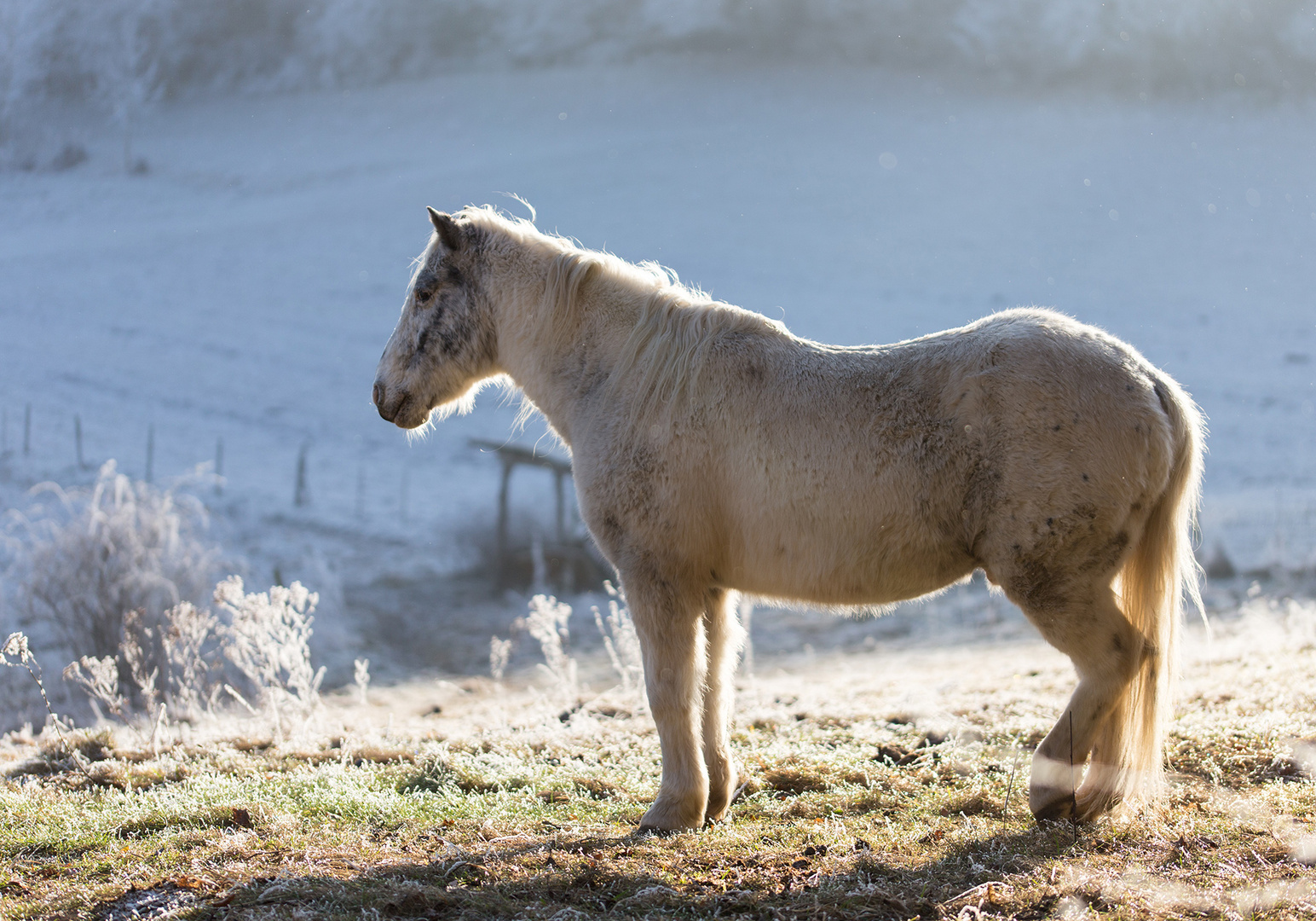 Pferd blickt nach Mackenheim