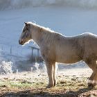 Pferd blickt nach Mackenheim