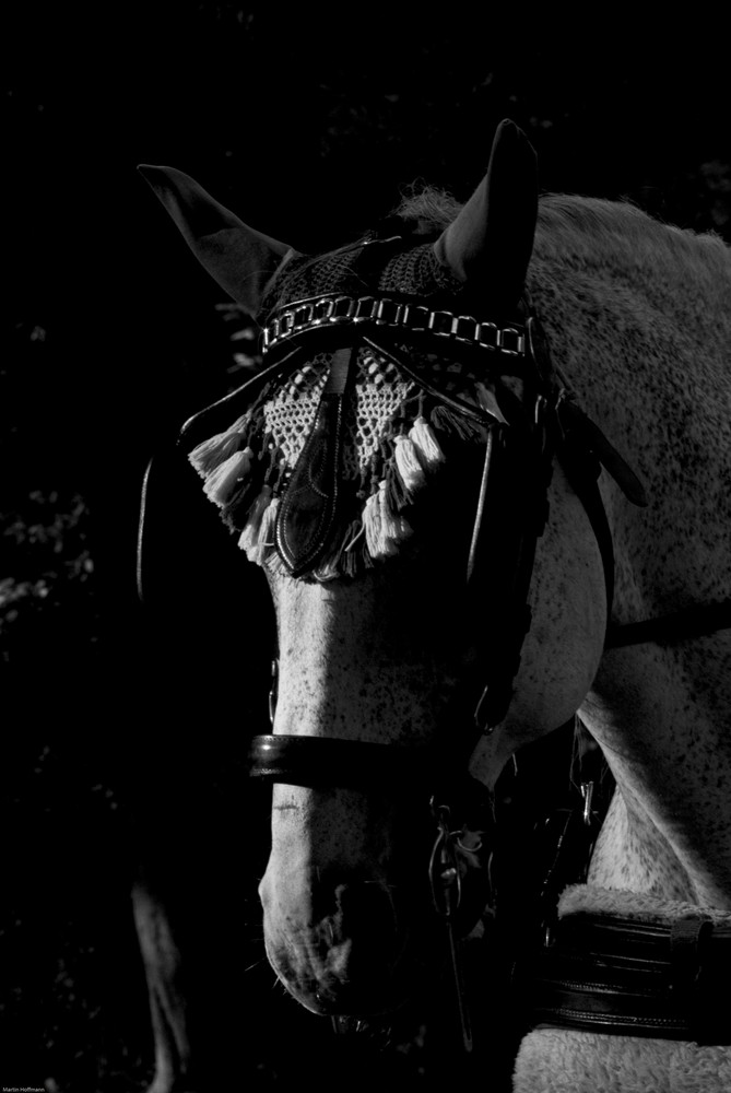 Pferd (B/W) im Englischen Garten