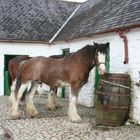 Pferd cheval horse