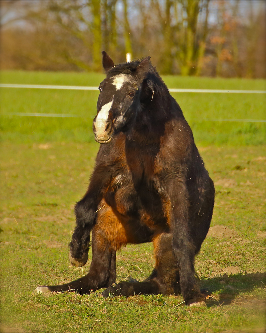 Pferd, das ein Känguru sein wollte...