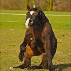 Pferd, das ein Känguru sein wollte...