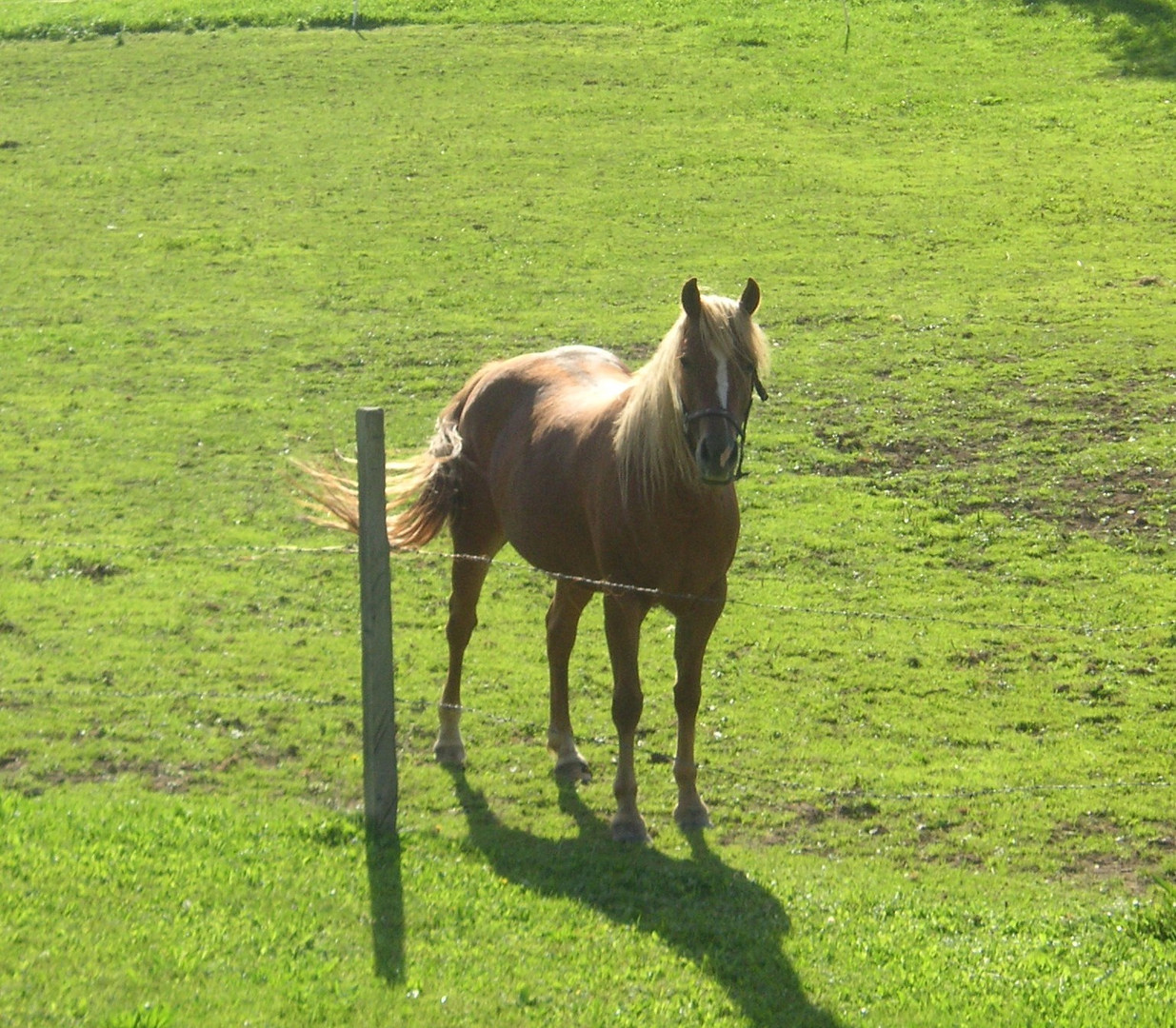 Pferd fast im Garten
