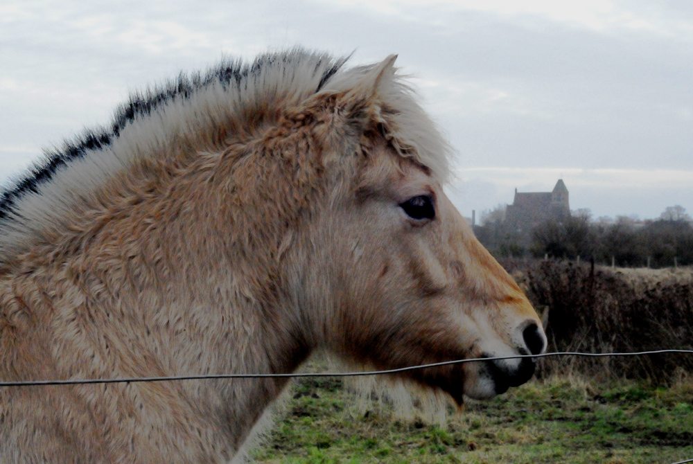 Pferd / Fjordpferd / Norwegian Fjord Horse / Fjording / Fjordhest / Cheval