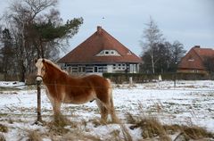 Pferd flüstert