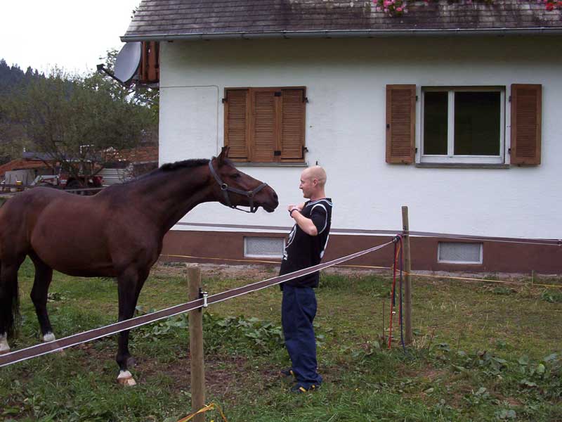 Pferd grüßt Freund