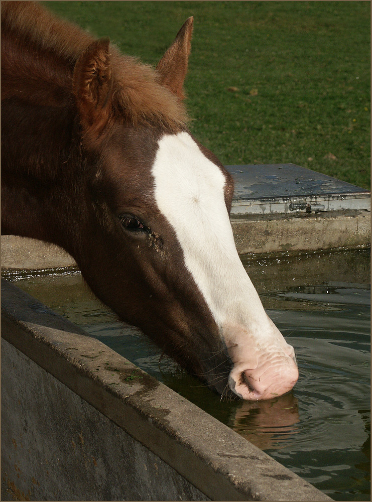 Pferd hat Durst