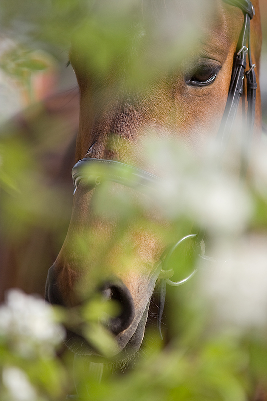 Pferd hinter Birnenbaum