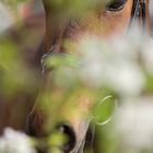 Pferd hinter Birnenbaum