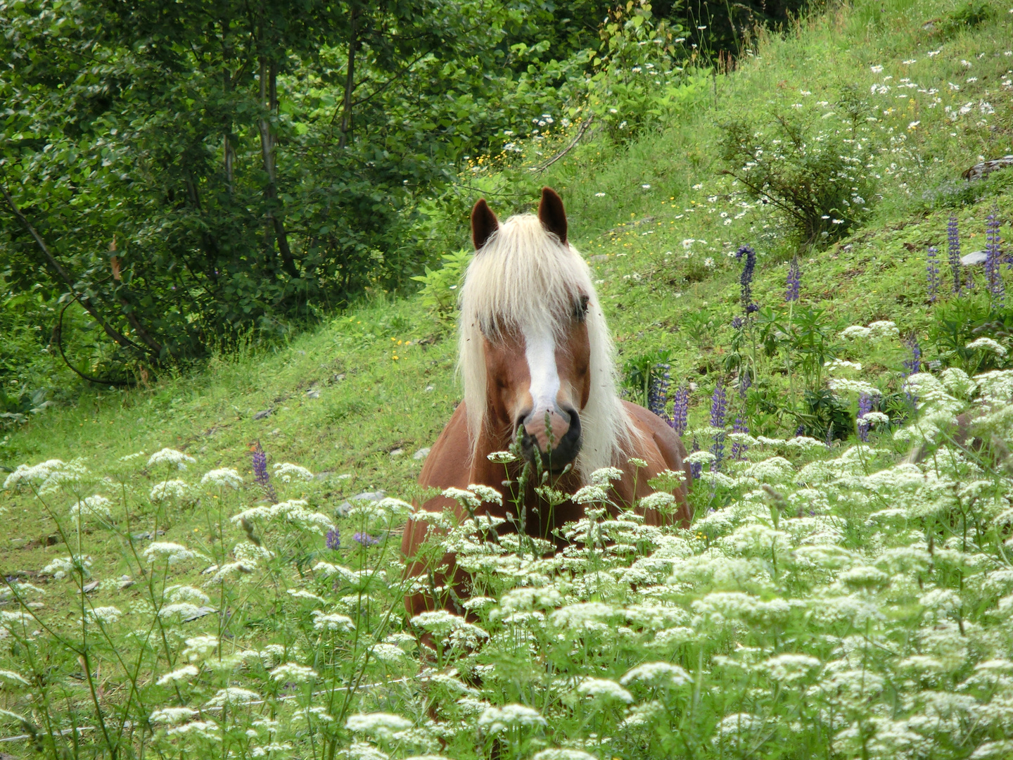 Pferd hinter Blumen versteckt