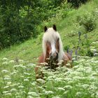 Pferd hinter Blumen versteckt