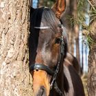 Pferd hinter einer Baumgabel