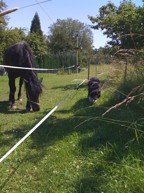 Pferd + Hund