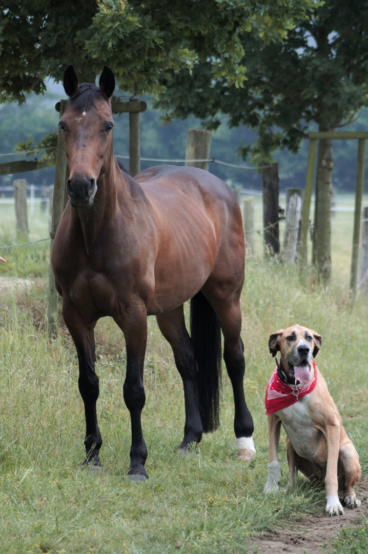 Pferd & Hund 