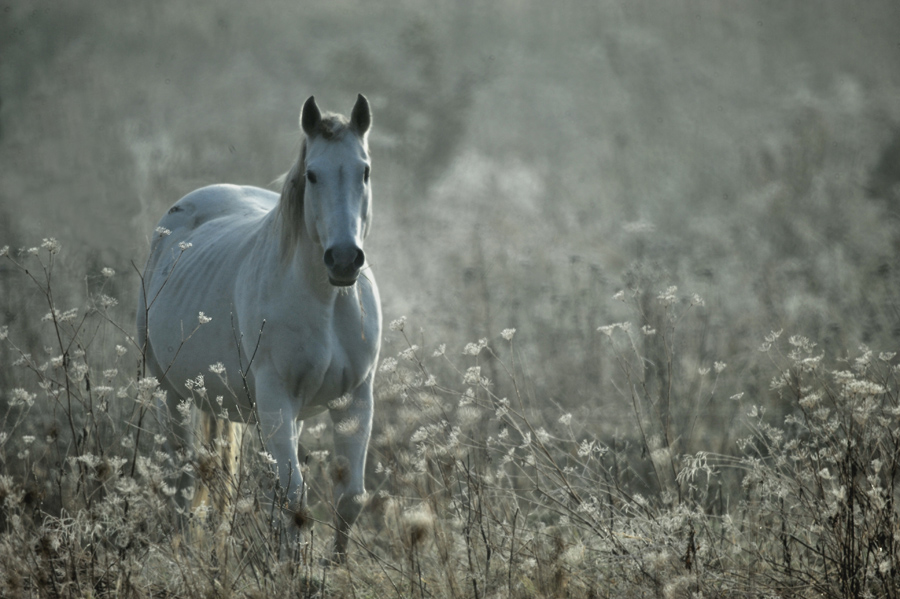 Pferd II.