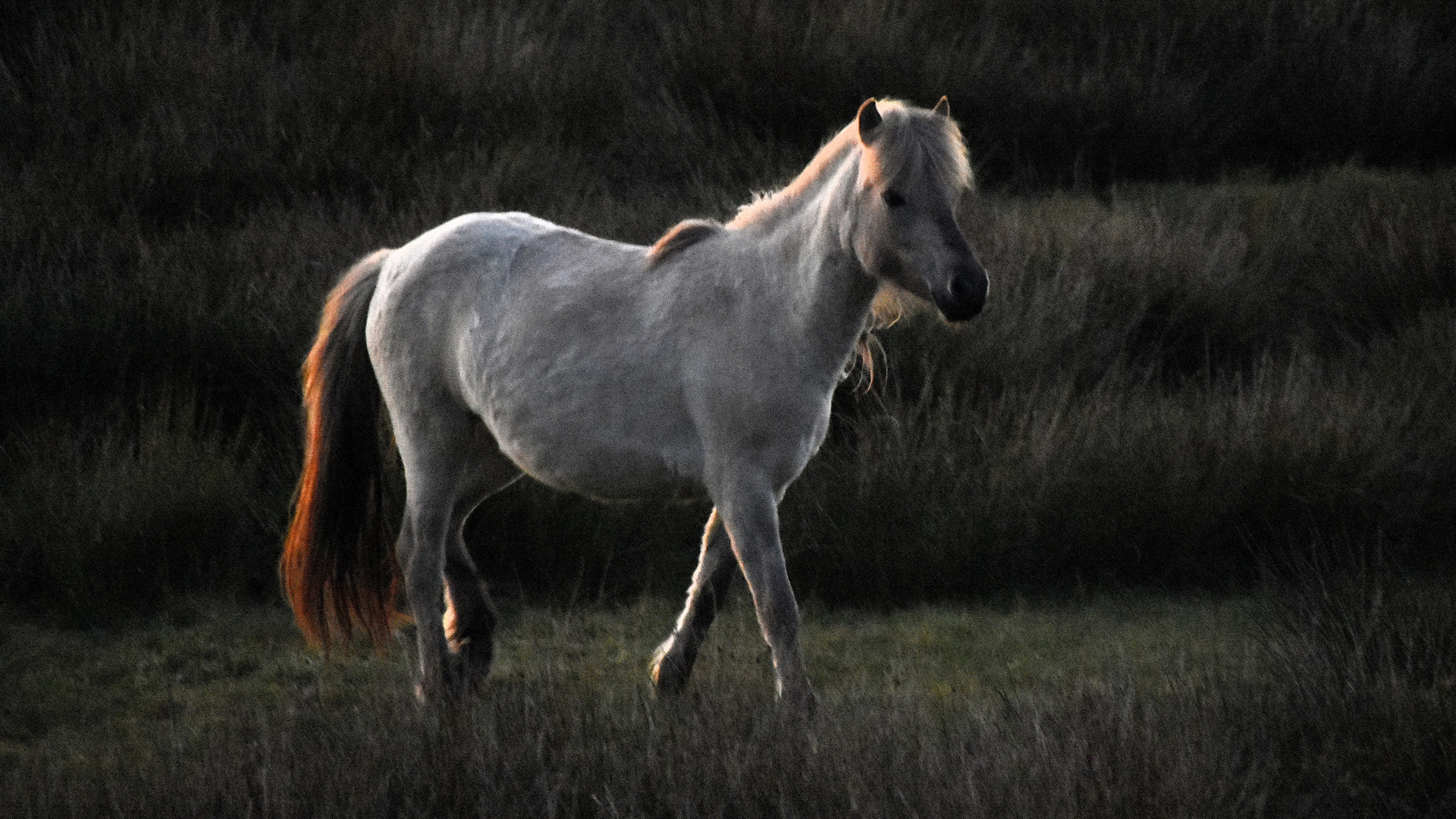 Pferd im Abendlicht (01)