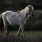 Pferd im Abendlicht (01)