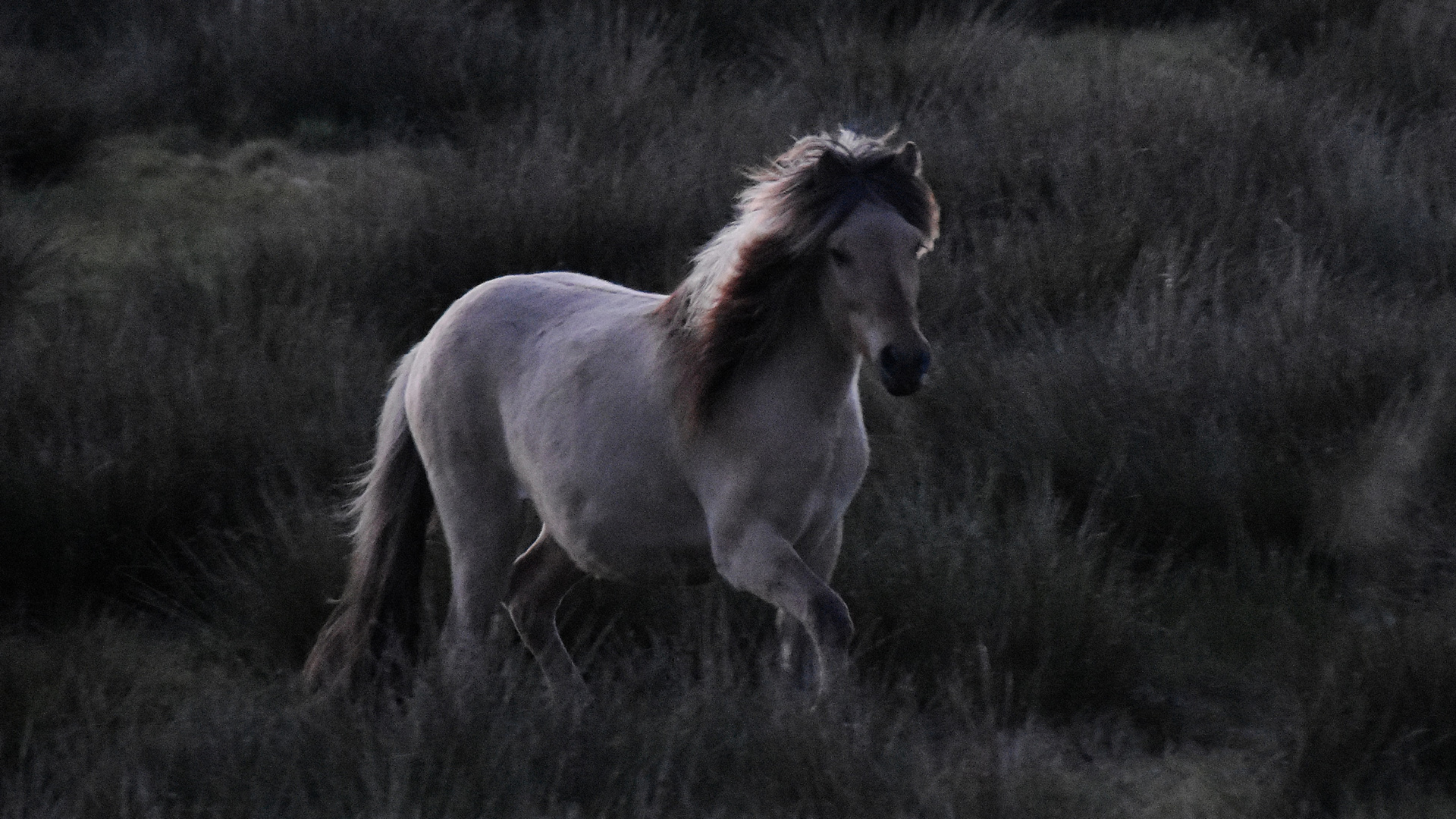 Pferd im Abendlicht (02)