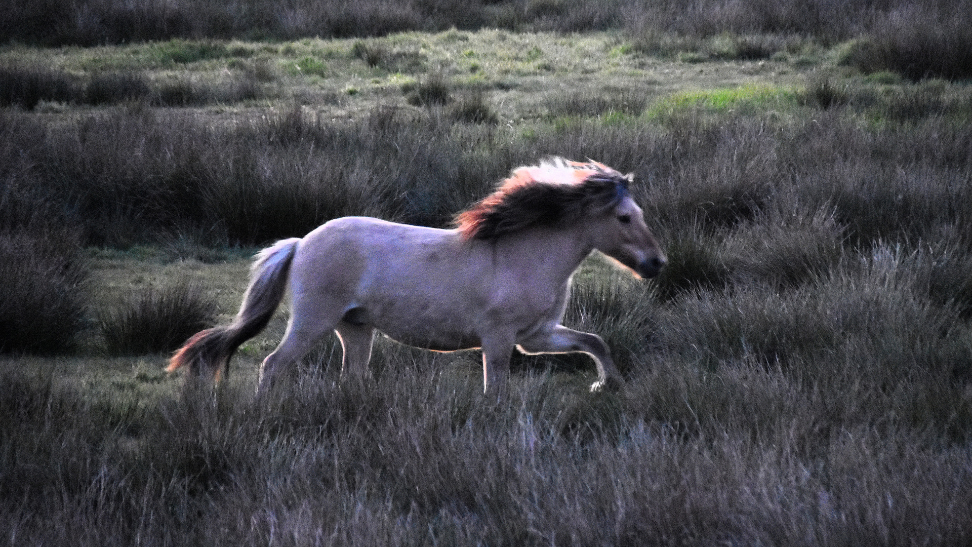 Pferd im Abendlicht (03)