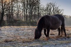 Pferd im Britzer Garten