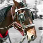 Pferd im Central Park, New York