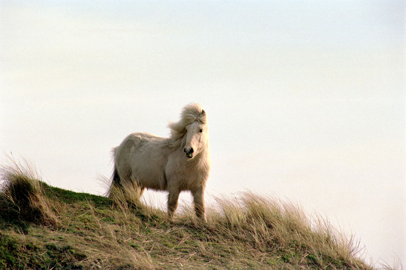 Pferd im dunen auf Vlieland