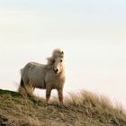 Pferd im dunen auf Vlieland