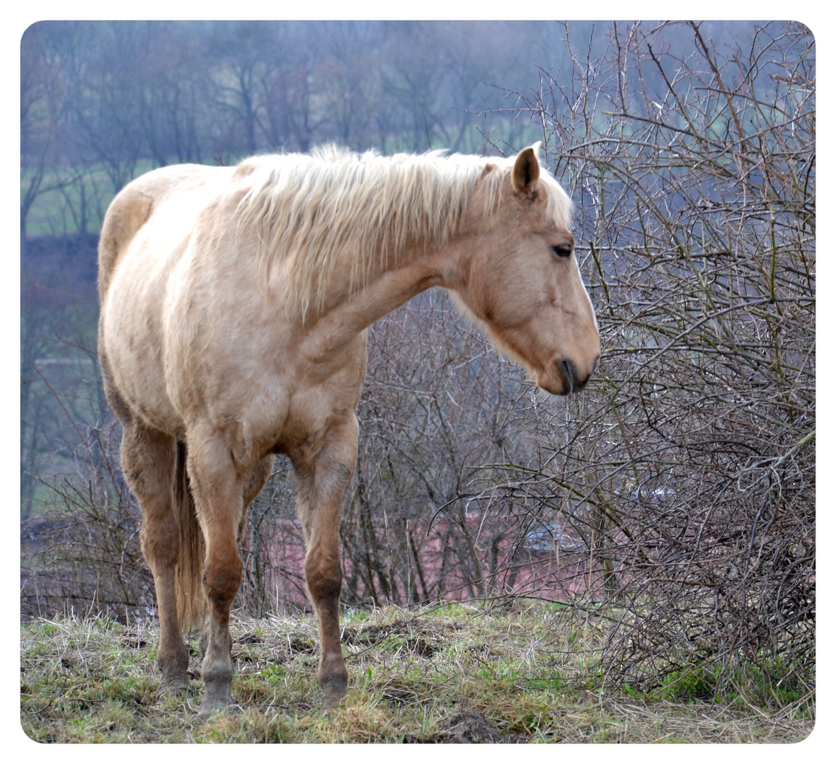 Pferd im ersten Frühling