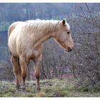 Pferd im ersten Frühling