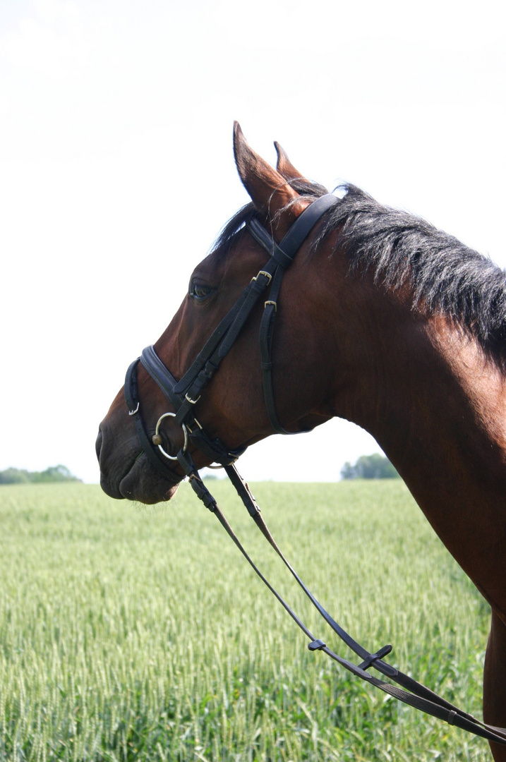 Pferd im Feld