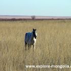 Pferd im Feld