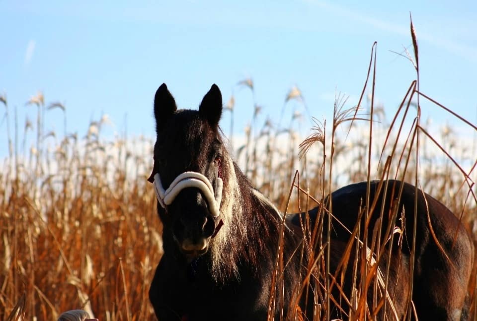 Pferd im Feld 