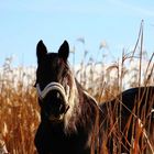 Pferd im Feld 