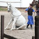 Pferd im Freilichtkiino