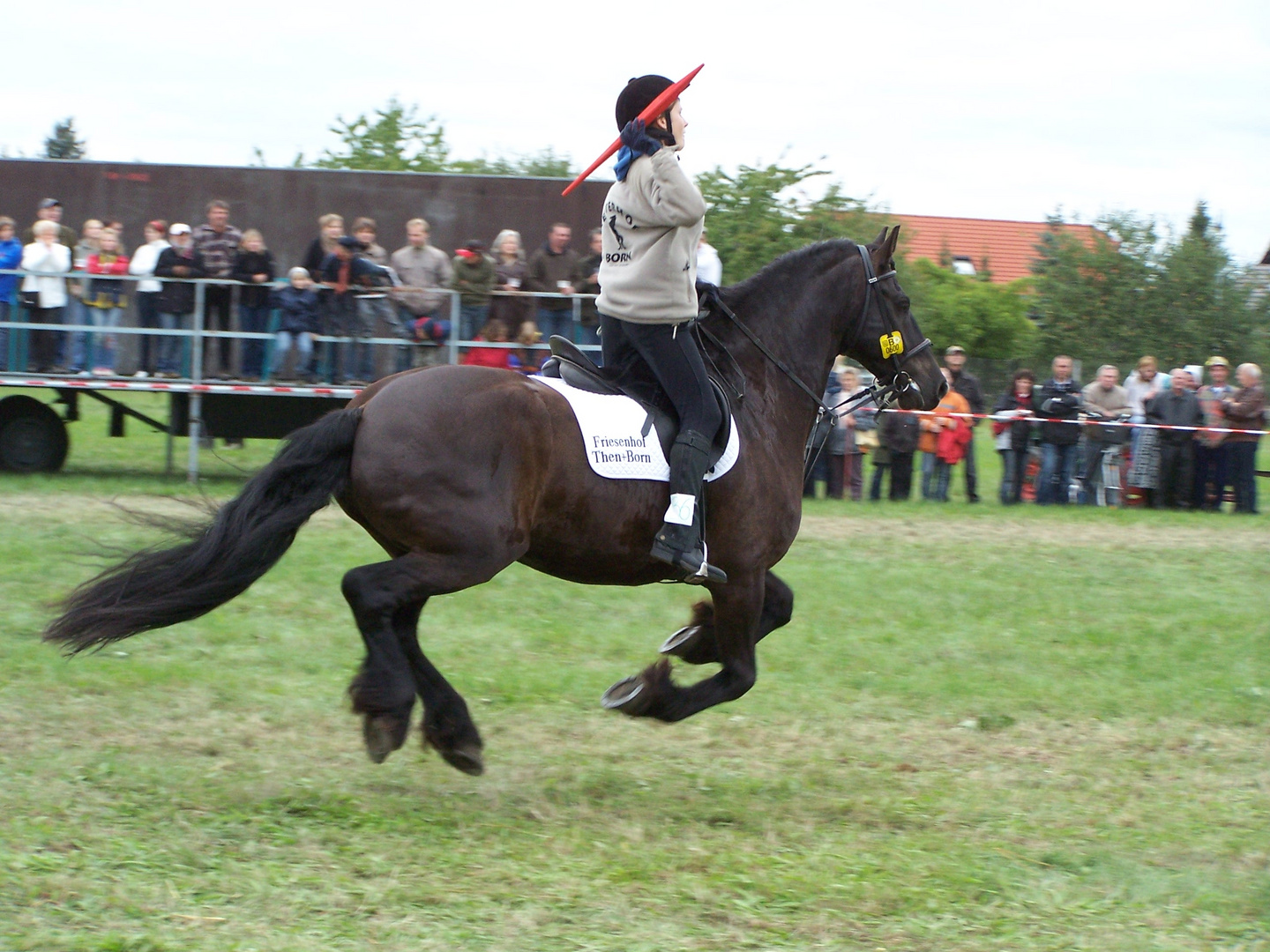 Pferd im Galopp