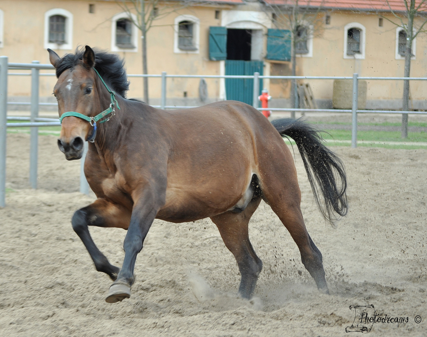 Pferd im Galopp