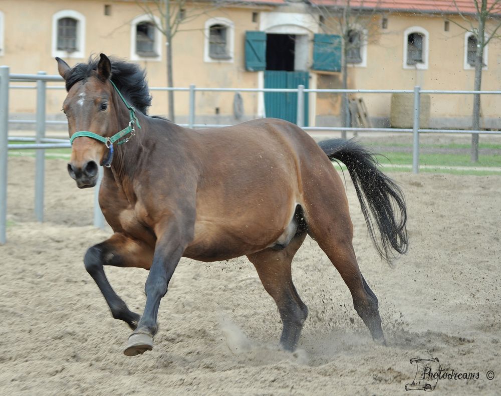 Pferd im Galopp (Reload)