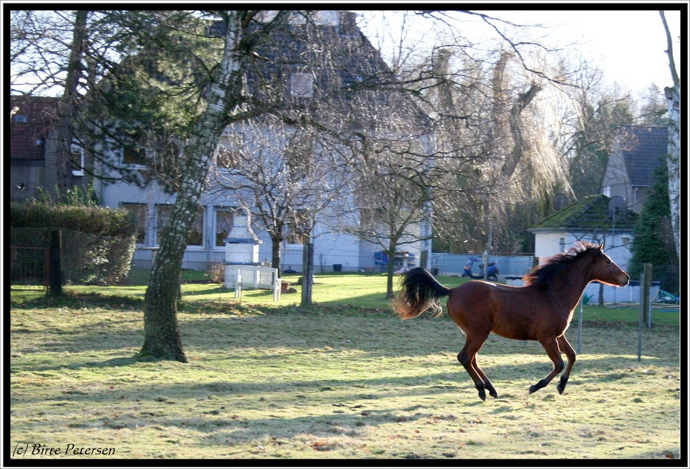 Pferd im Garten&hellip; Foto &amp; Bild tiere, haustiere, pferde
