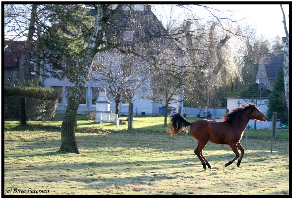 Pferd im Garten...