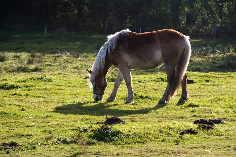 Pferd im Gegenlicht