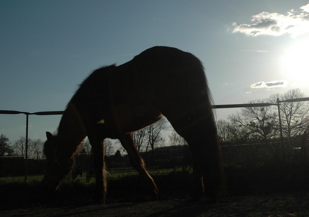 Pferd im Gegenlicht