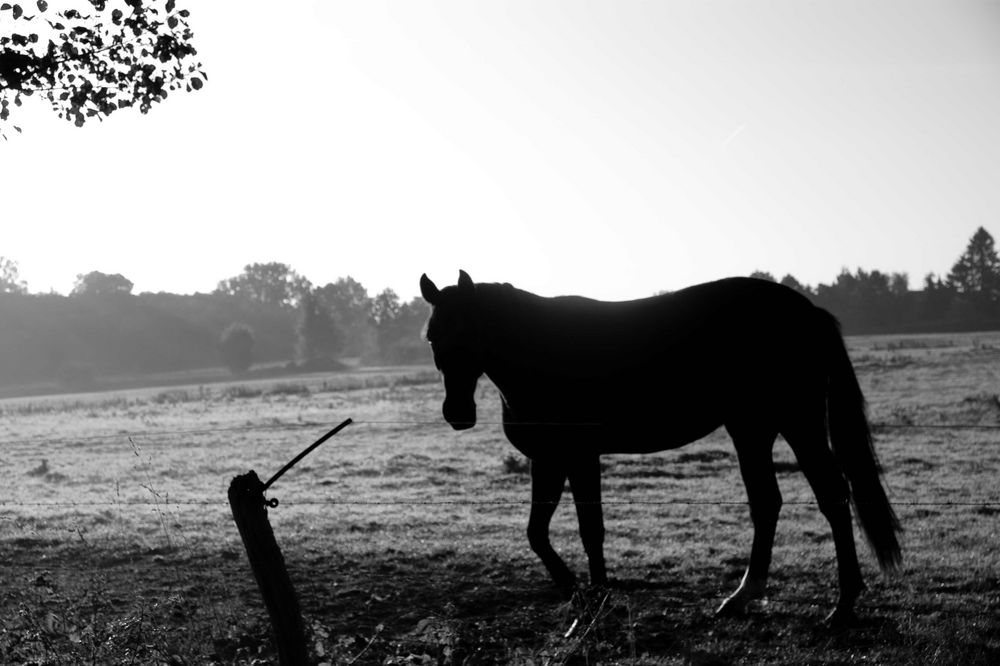 Pferd im Gegenlicht sw