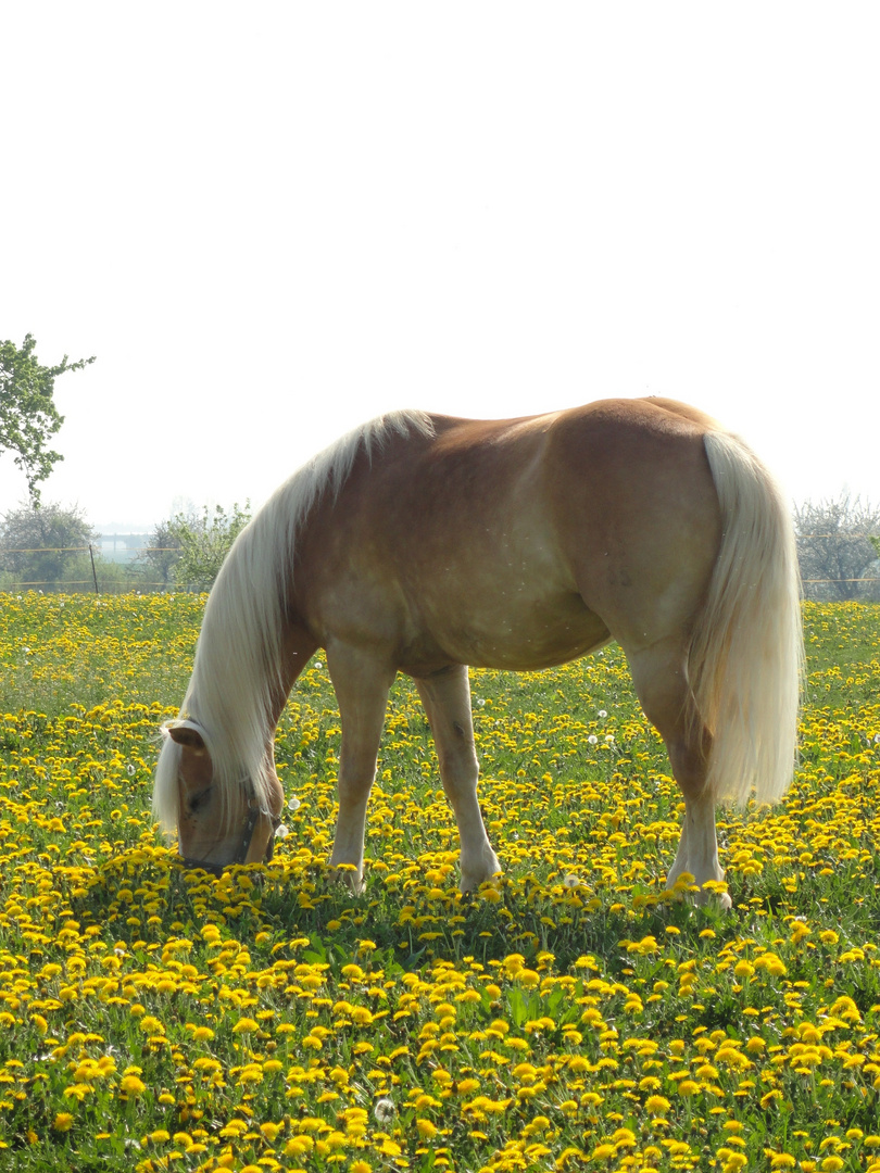 pferd im gelben meer