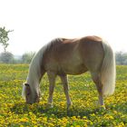 pferd im gelben meer