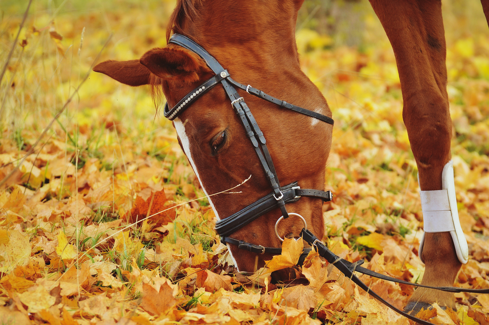 Pferd im goldenen Herbst