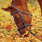 Pferd im goldenen Herbst