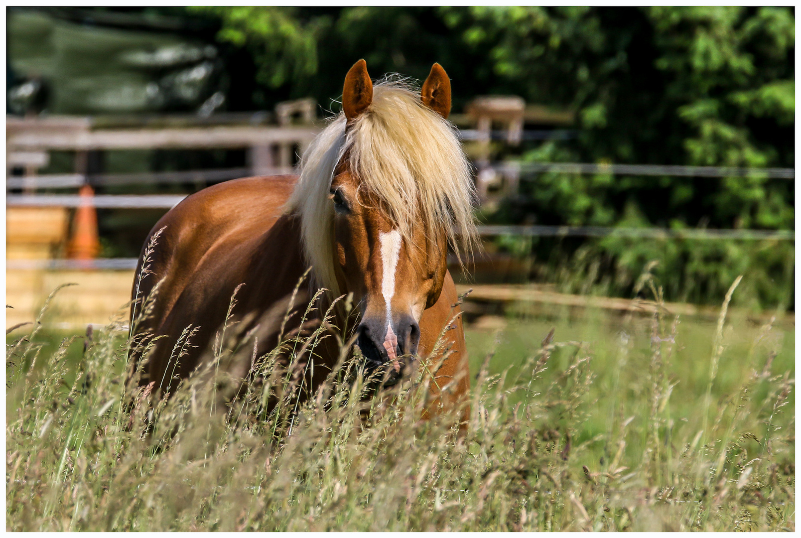 ++ Pferd im Gras ++